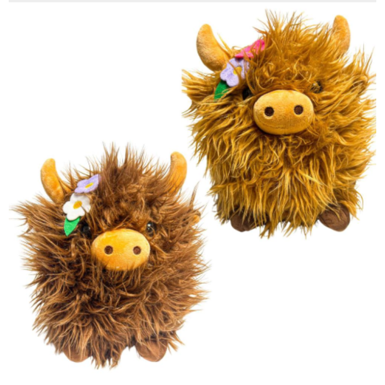 Highland cow with daisy